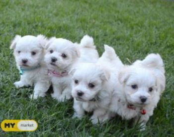 Mini Malta for sale Tbilisi - photo 2