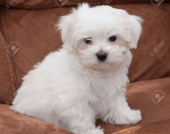 Mini Malta for sale Tbilisi - photo 3