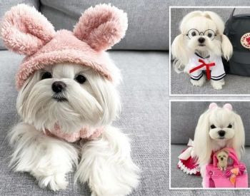 Mini Malta for sale Tbilisi - photo 1