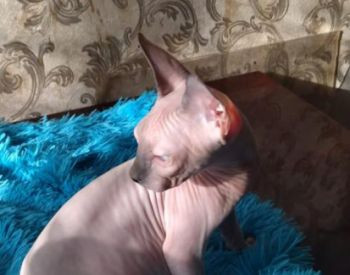 Продается кот сфинкс Тбилиси - изображение 2