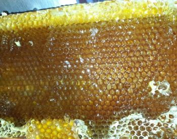 Продается натуральный мед с горы Дманиси. Тбилиси - изображение 2