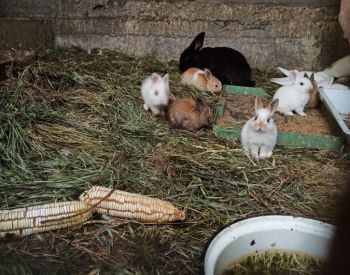 Продаются карликовые/декоративные кролики Тбилиси - изображение 4