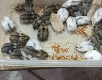 Dwarf hamsters for sale from 3 lari Tbilisi - photo 5