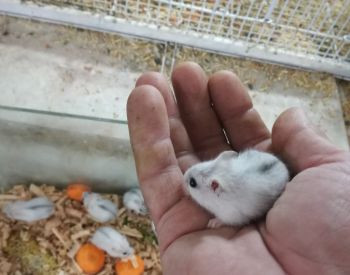 Dwarf hamsters for sale from 3 lari Tbilisi - photo 2