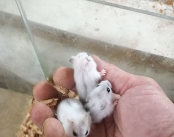 Dwarf hamsters for sale from 3 lari Tbilisi - photo 3