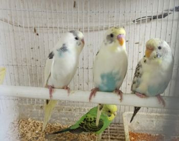 Продаются летучие мыши-попугаи Тбилиси - изображение 6