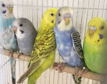 Продаются летучие мыши-попугаи Тбилиси - изображение 1