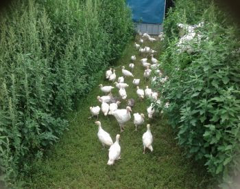 იყიდება სტავროპოლის ჯიშის ფართო მკერდიანი ინდაურის ჭუკები თბილისი - photo 5