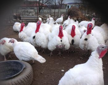 იყიდება სტავროპოლის ჯიშის ფართო მკერდიანი ინდაურის ჭუკები თბილისი - photo 2