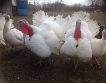 იყიდება სტავროპოლის ჯიშის ფართო მკერდიანი ინდაურის ჭუკები თბილისი - photo 1