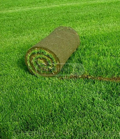 Укладка газона 6-компонентным коиндаром Лагодехи - изображение 1
