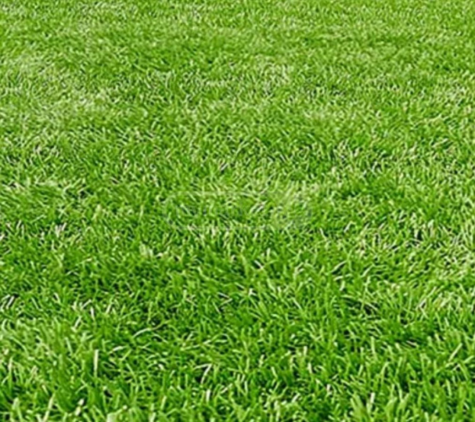 Укладка газона 6-компонентным коиндаром Лагодехи - изображение 2