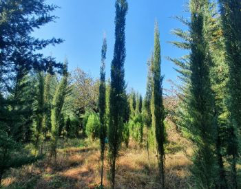 Cypress from 20 to 250 GEL Lagodehi - photo 6