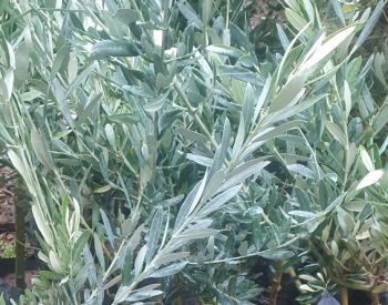 Olive seedling free delivery with planting service. Lagodehi - photo 3