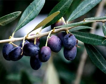 Olive seedling free delivery with planting service. Lagodehi - photo 1