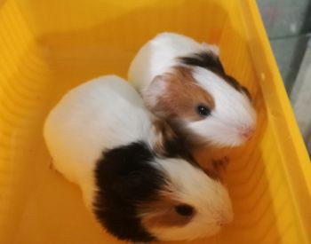 1 month old guinea pigs Tbilisi - photo 3