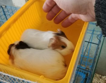 1 month old guinea pigs Tbilisi - photo 5