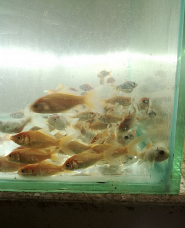 Холодноводная рыба от 5 лари Тбилиси - изображение 3