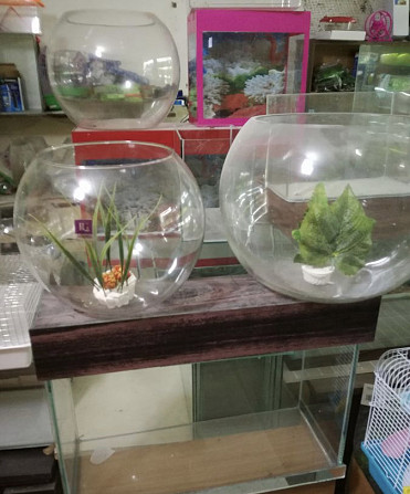 Aquarium with two fish/as a gift/ Tbilisi - photo 5