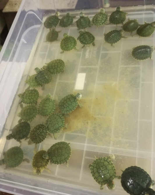 წითელყურა კუ თბილისი - photo 3