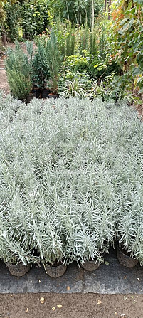 Lavender Rosemary Fescue Silver Carnation Seedlings Tbilisi - photo 1
