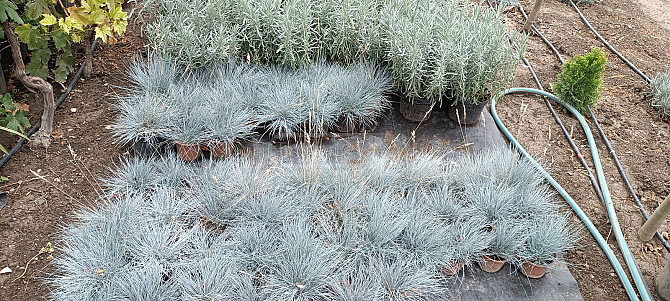 Lavender Rosemary Fescue Silver Carnation Seedlings Tbilisi - photo 6