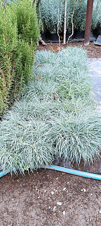 Lavender Rosemary Fescue Silver Carnation Seedlings Tbilisi - photo 2
