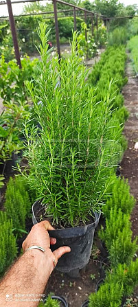 Lavender Rosemary Fescue Silver Carnation Seedlings Tbilisi - photo 7