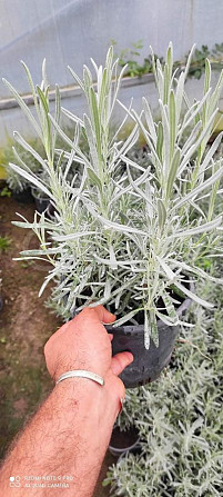 Lavender Rosemary Fescue Silver Carnation Seedlings Tbilisi - photo 4