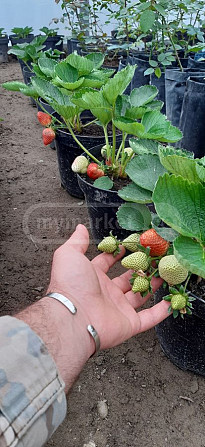 Strawberry seedlings are covered before frost Tbilisi - photo 4