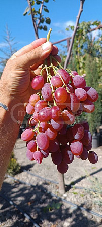 Саженцы винограда, сорта винограда Тбилиси - изображение 4