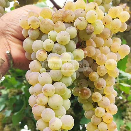 Vine seedlings, grape varieties Tbilisi - photo 3