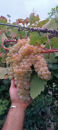 Vine seedlings, grape varieties Tbilisi - photo 6