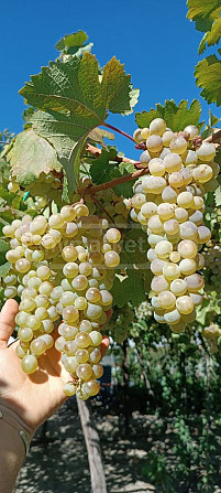 Vine seedlings, grape varieties Tbilisi - photo 2