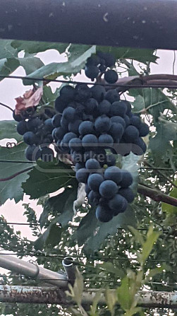 Саженцы винограда, сорта винограда Тбилиси - изображение 8