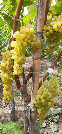 Vine seedlings, grape varieties Tbilisi - photo 7