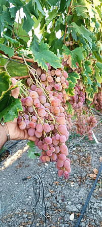 Саженцы винограда, сорта винограда Тбилиси - изображение 1