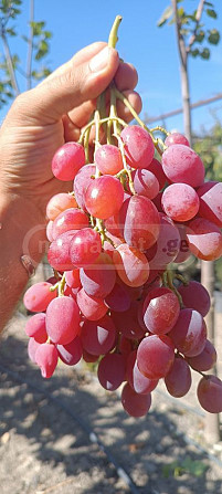 Vine seedlings, grape varieties Tbilisi - photo 5