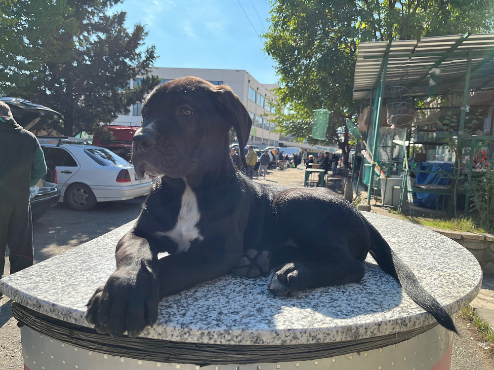 კანე კორსო თბილისი - photo 1