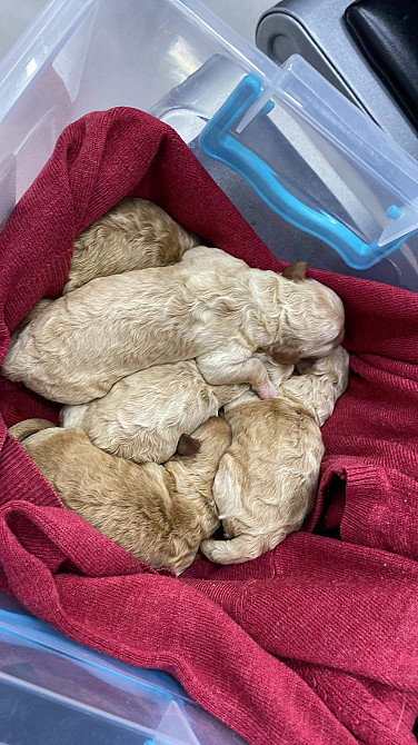 ჯუჯა პუდელი თბილისი - photo 1