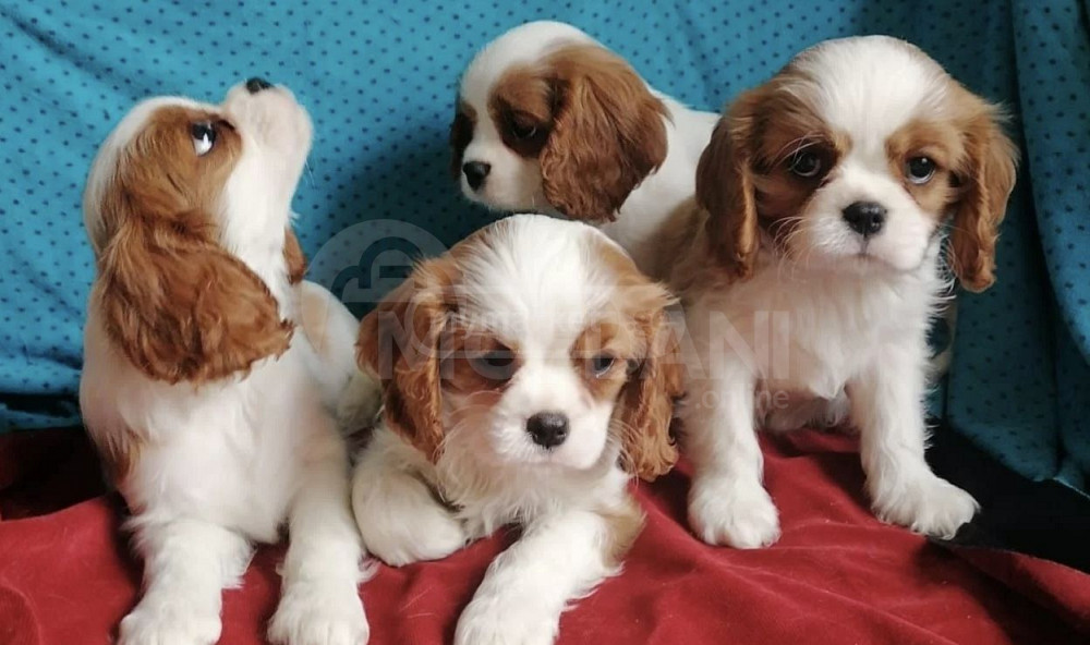 კავალერ კინგ ჩარზ სპანიელი თბილისი - photo 1