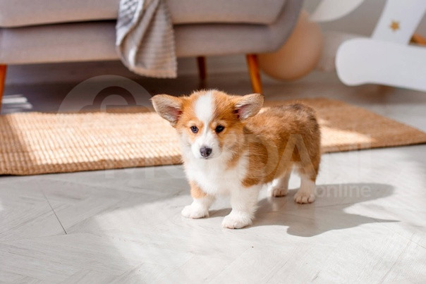 ველშ კორგი (პემბროკი) Tbilisi - photo 1