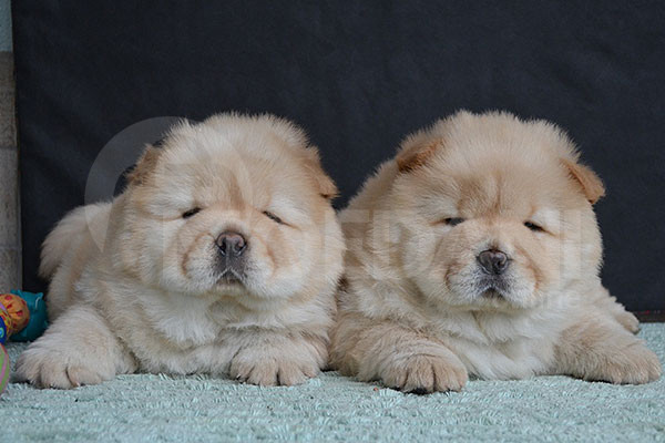 ველშ კორგი (პემბროკი) თბილისი - photo 1