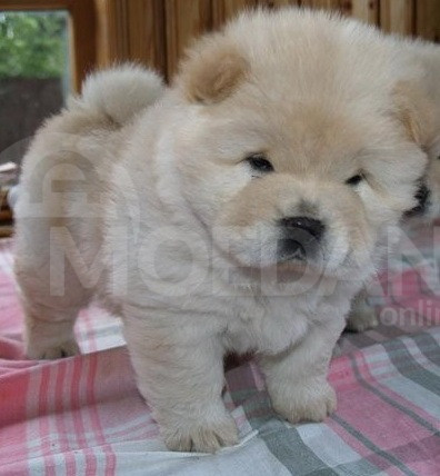 ველშ კორგი (პემბროკი) თბილისი - photo 3