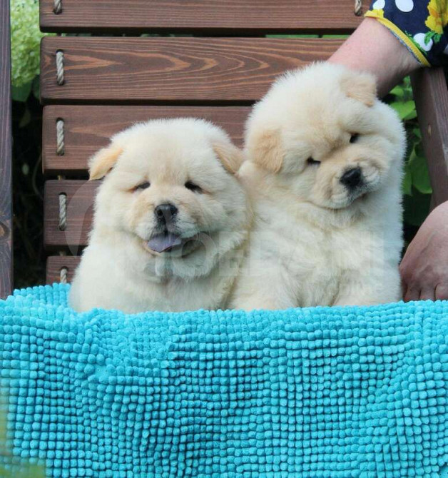 ველშ კორგი (პემბროკი) თბილისი - photo 2