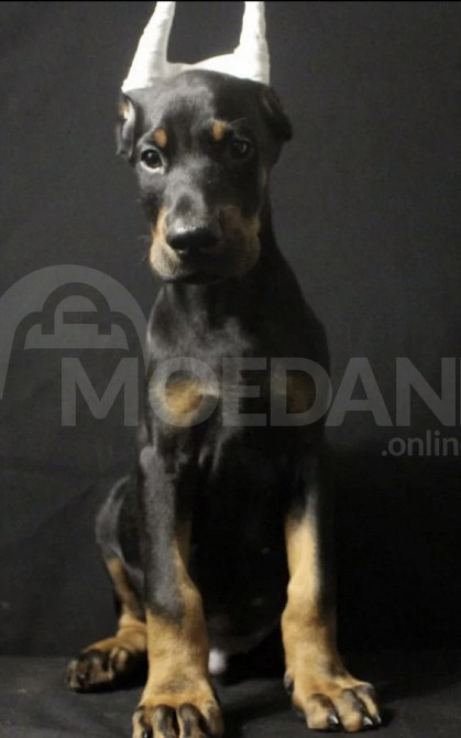 დობერმანი Tbilisi - photo 4