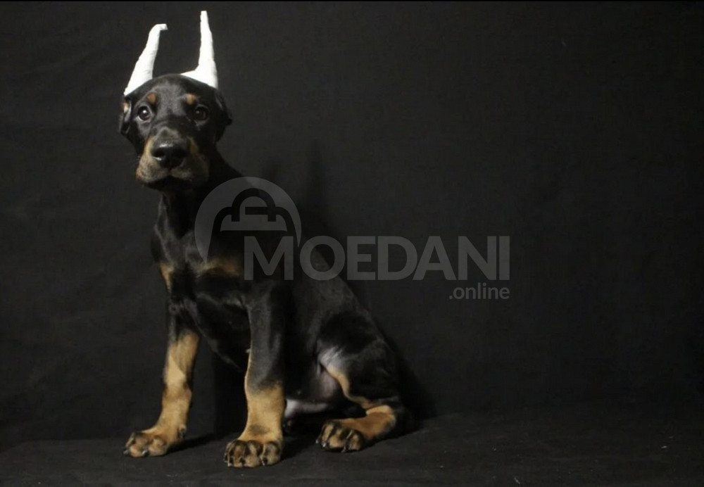 დობერმანი Tbilisi - photo 3