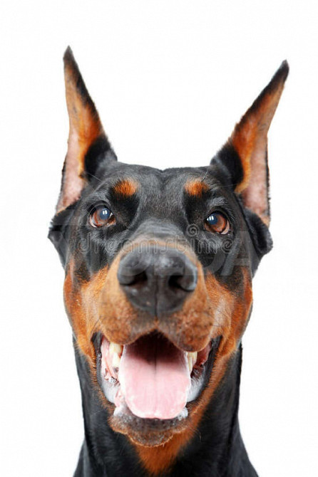 დობერმანი Tbilisi - photo 1