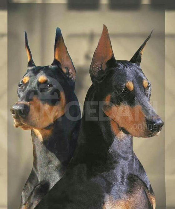 დობერმანი Tbilisi - photo 2