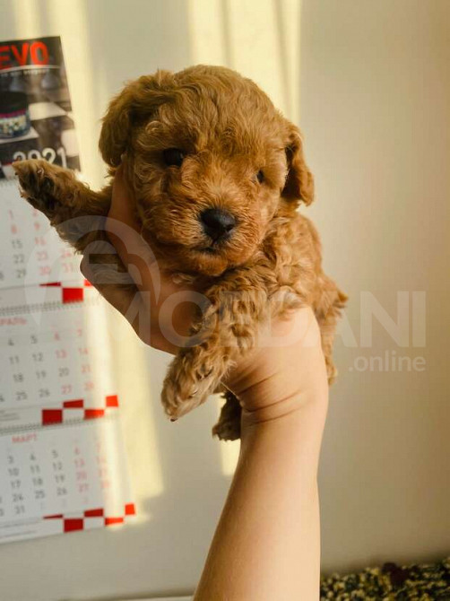 თოი პუდელის ლეკვები Tbilisi - photo 1